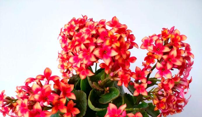 哪些寓意吉祥的花适合家养？家养吉祥花有哪些选择？