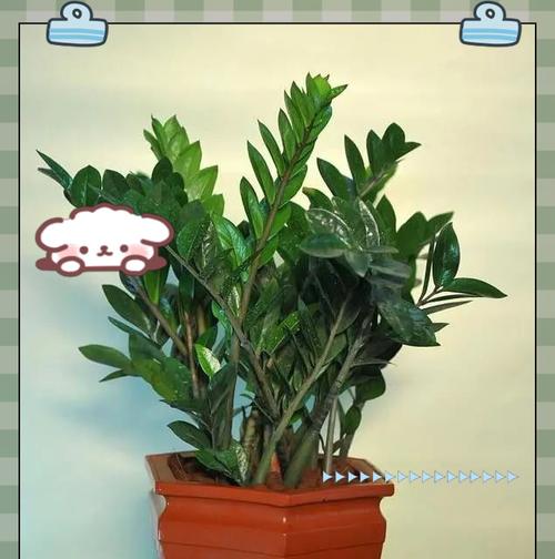 哪些寓意吉祥的花适合家养？家养吉祥花有哪些选择？
