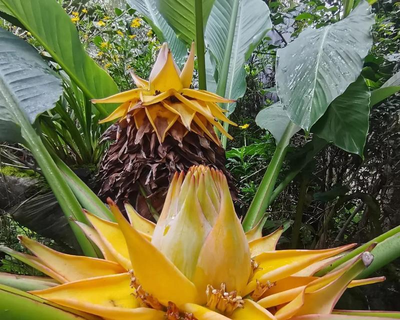 哪种花寓意平安健康乐观？花语中的乐观象征是什么？