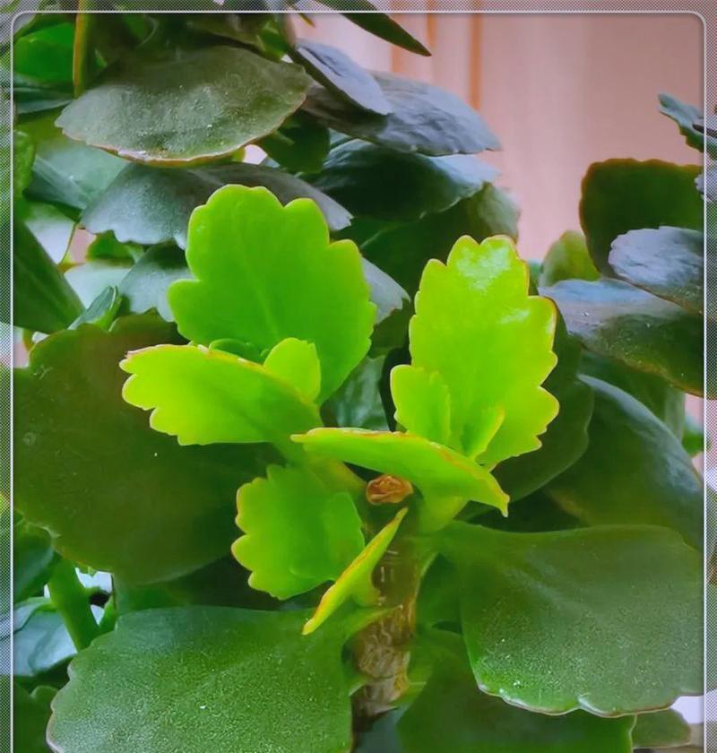 长寿花如何象征生命的顽强？它的寓意是什么？