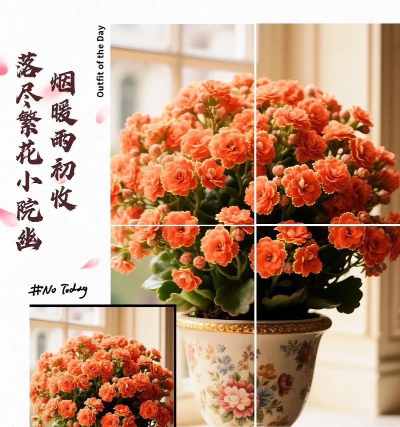 长寿花如何象征生命的顽强？它的寓意是什么？