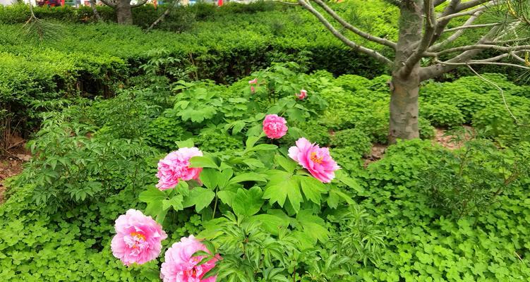 丝路花语色系有哪些？丝路花语色系的寓意是什么？