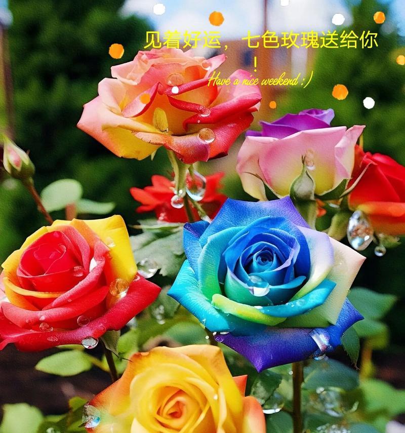 七色玫瑰花代表什么？七色玫瑰花的含义和象征是什么？
