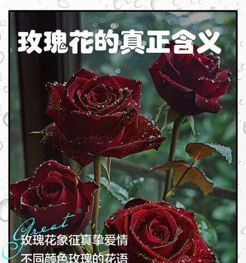 七色玫瑰花代表什么？七色玫瑰花的含义和象征是什么？