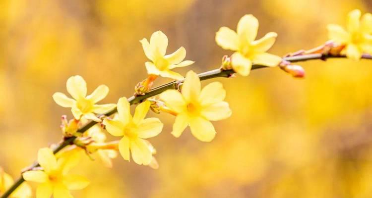 橙色桃花的花语是什么？橙色桃花在文化中的象征意义是什么？