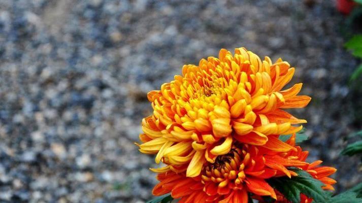 橙色桃花的花语是什么？橙色桃花在文化中的象征意义是什么？