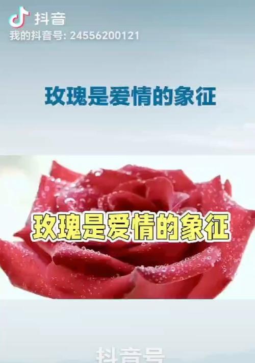 玫瑰为何象征爱情？