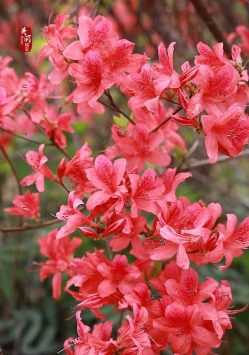 杜鹃花的吉祥寓意是什么？杜鹃花语有哪些？