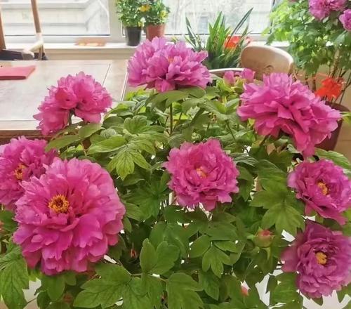 春节开花的花有何寓意？春节开什么花好？