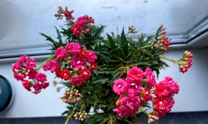 春节开花的花有何寓意？春节开什么花好？
