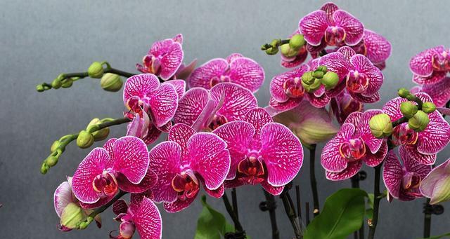 春节开花的花有何寓意？春节开什么花好？
