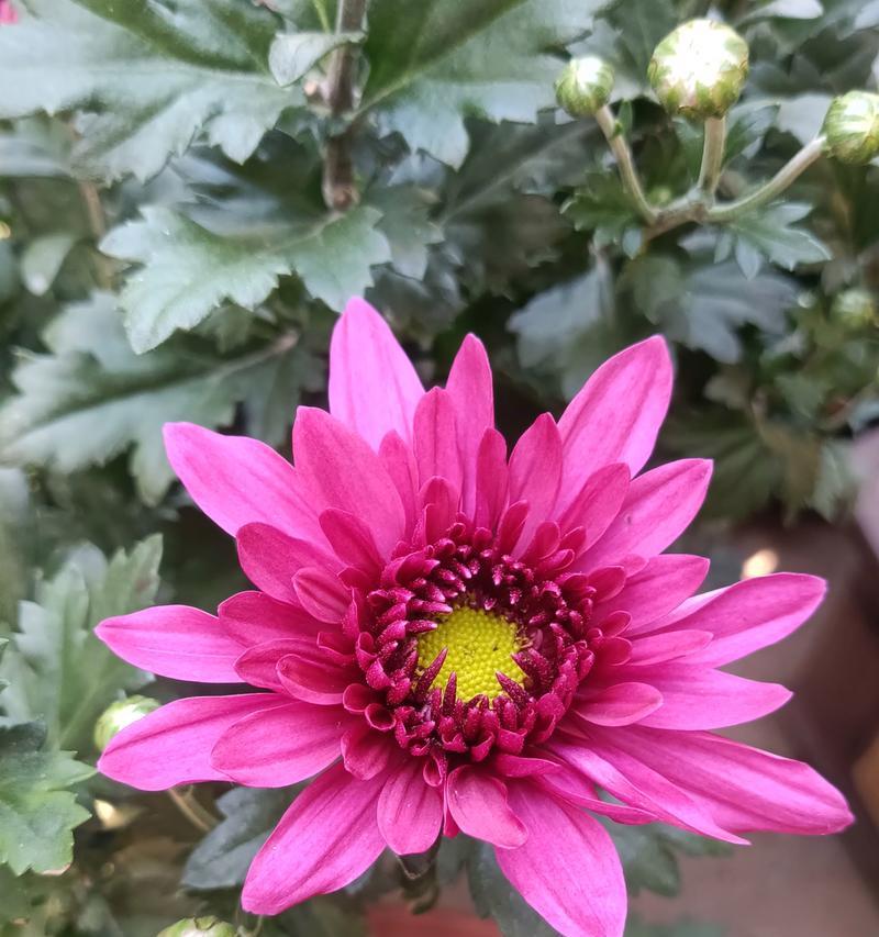 爱情长长久久寓意的花是什么？哪种花象征永恒的爱情？