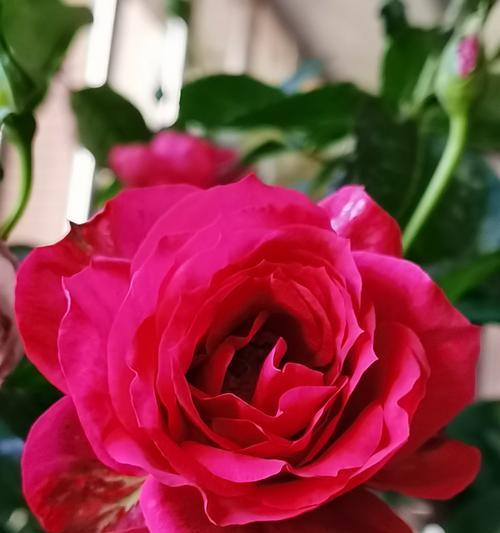 母亲节送月季花有何寓意？它代表了什么？