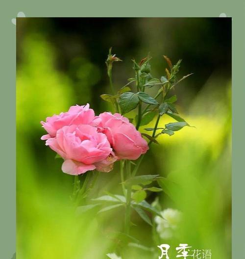 母亲节送月季花有何寓意？它代表了什么？