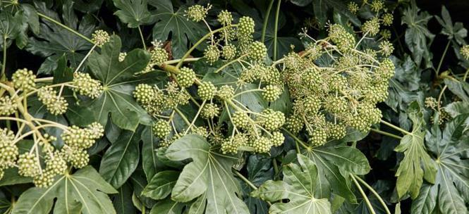 绿色石楠花的花语和寓意是什么？你知道吗？