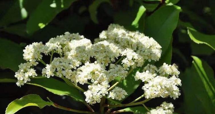 绿色石楠花的花语和寓意是什么？你知道吗？