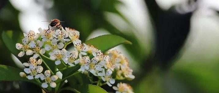 绿色石楠花的花语和寓意是什么？你知道吗？
