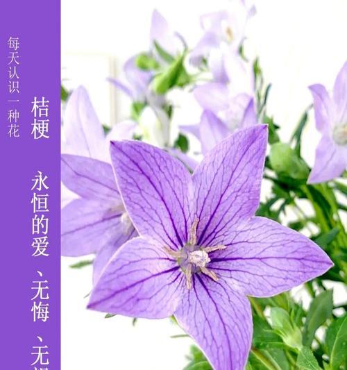 白色桔梗花的寓意源自哪里？它的象征意义是什么？