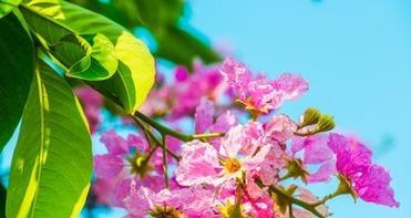 粉色风铃花的寓意是什么？