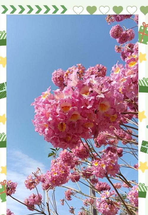 粉色风铃花的寓意是什么？