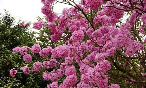 粉色风铃花的寓意是什么？