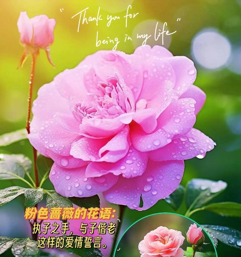 金色蔷薇花代表什么？金色蔷薇的花语含义是什么？