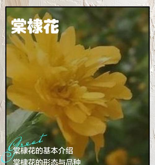 金色蔷薇花代表什么？金色蔷薇的花语含义是什么？