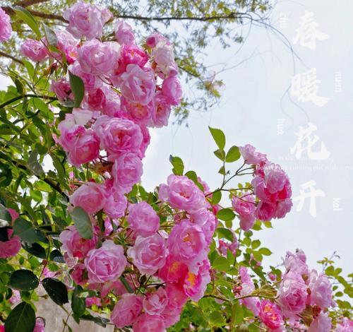 金色蔷薇花代表什么？金色蔷薇的花语含义是什么？
