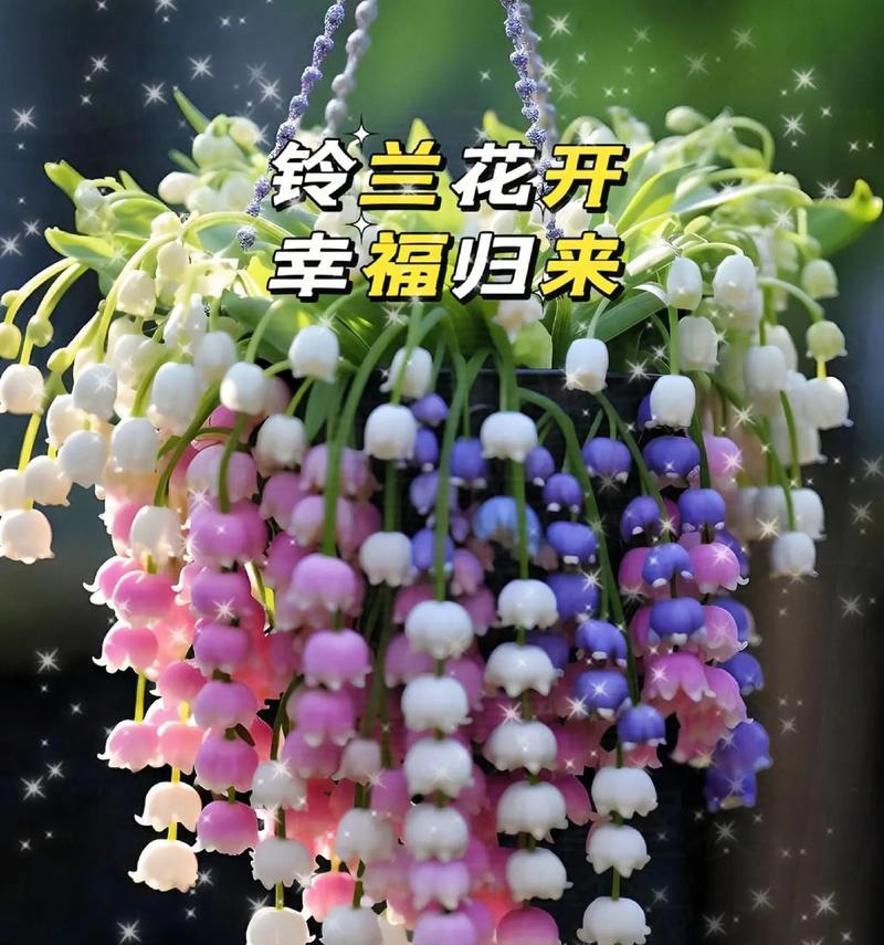 哪种花象征和平幸福？它在花语中代表什么？