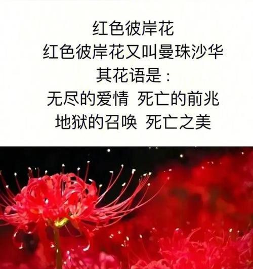 哪种花象征爱情？它的花语和寓意是什么？