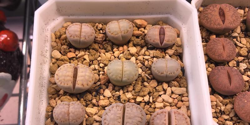 哪种生石花品种象征爱情？它的花语有何特别之处？