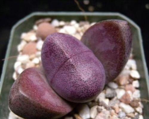 哪种生石花品种象征爱情？它的花语有何特别之处？