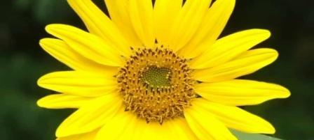 宾果黄色花有什么寓意？黄色宾果花代表什么？