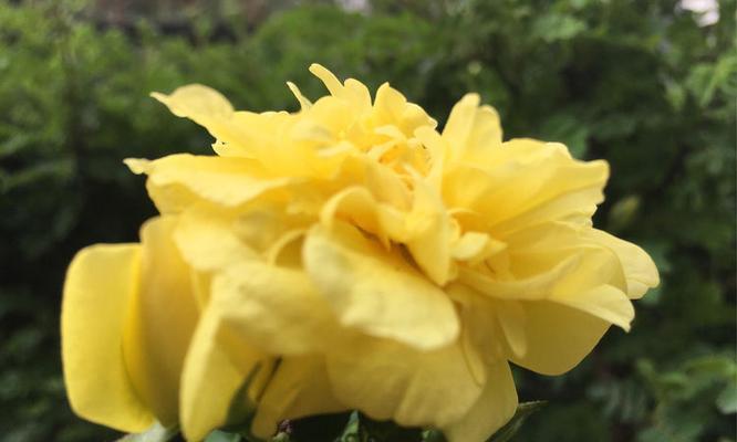宾果黄色花有什么寓意？黄色宾果花代表什么？