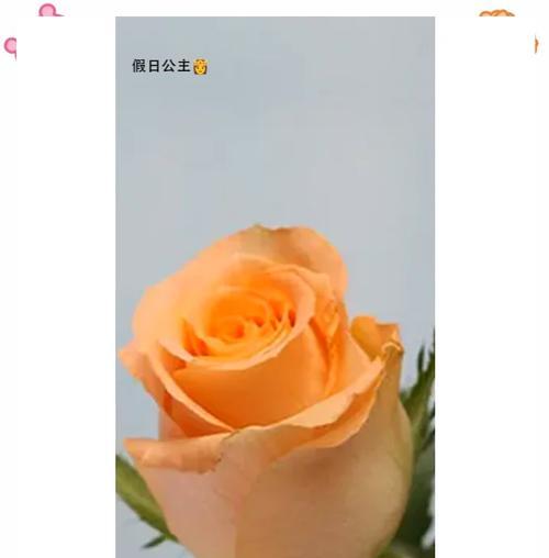 爱人祝福花语是什么？如何表达爱意？