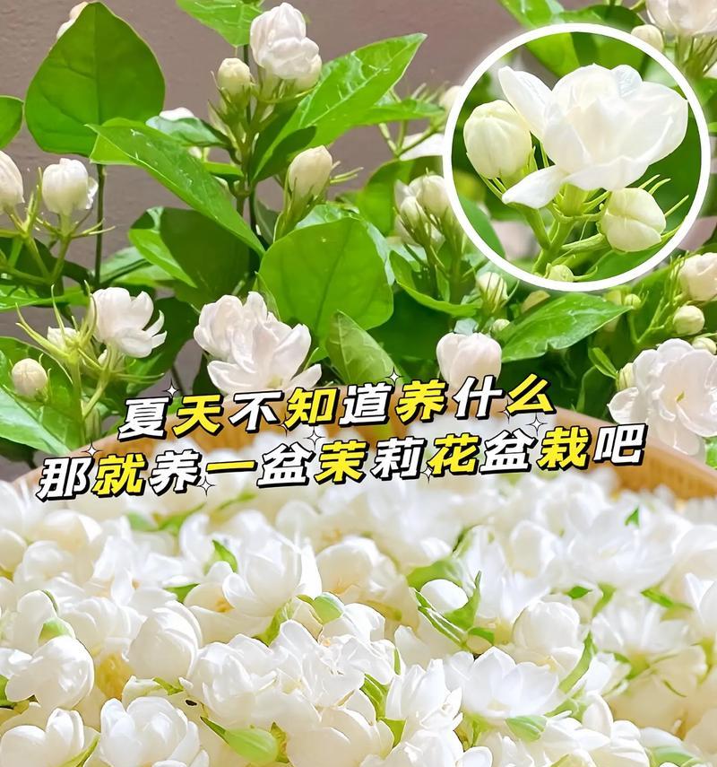 送茉莉花作为礼物有何寓意？