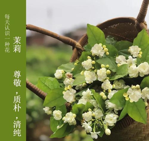 送茉莉花作为礼物有何寓意？