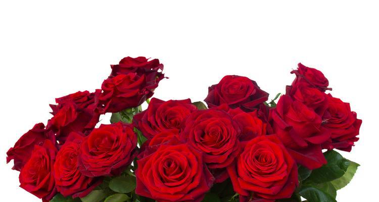 七夕节一朵玫瑰花代表什么？玫瑰花在七夕的寓意是什么？