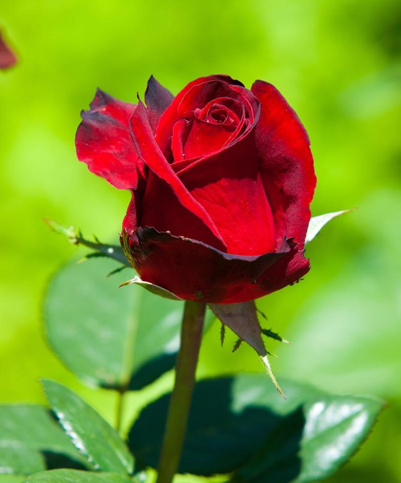 七夕节一朵玫瑰花代表什么？玫瑰花在七夕的寓意是什么？