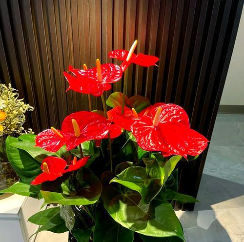 红色的花象征吉祥好运吗？如何选择寓意吉祥的红色花？
