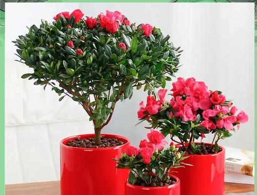 红色的花象征吉祥好运吗？如何选择寓意吉祥的红色花？