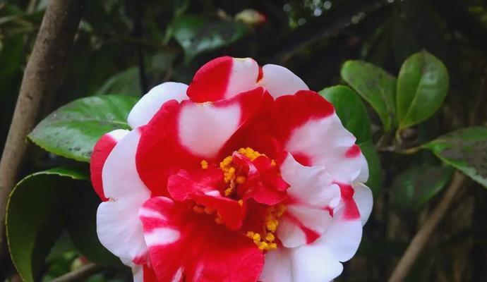 红色的花象征吉祥好运吗？如何选择寓意吉祥的红色花？