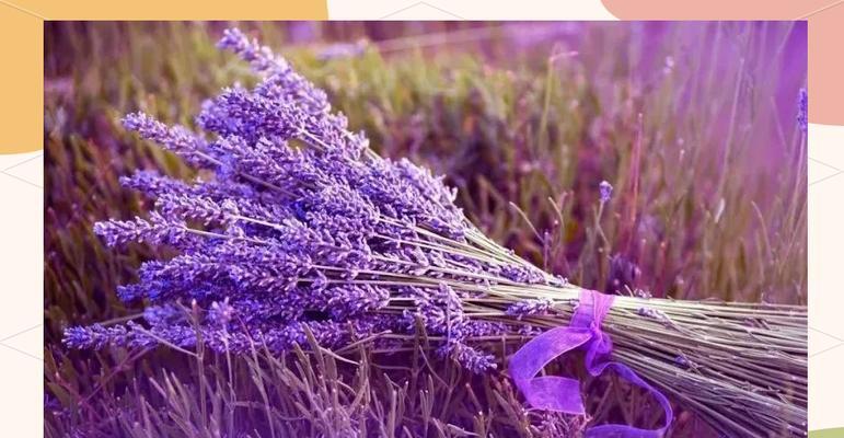 紫色薰衣草花代表什么？