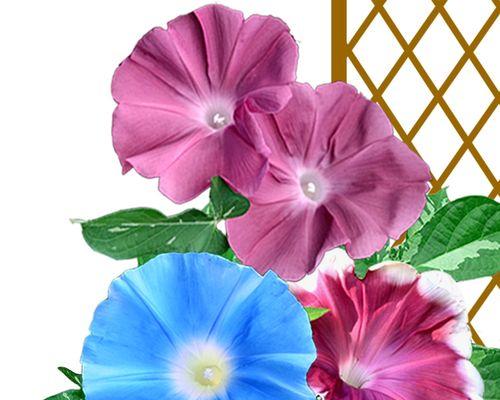 粉色喇叭花有什么寓意？它象征着什么？