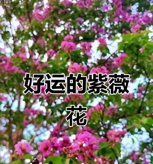 什么花象征好运到来？
