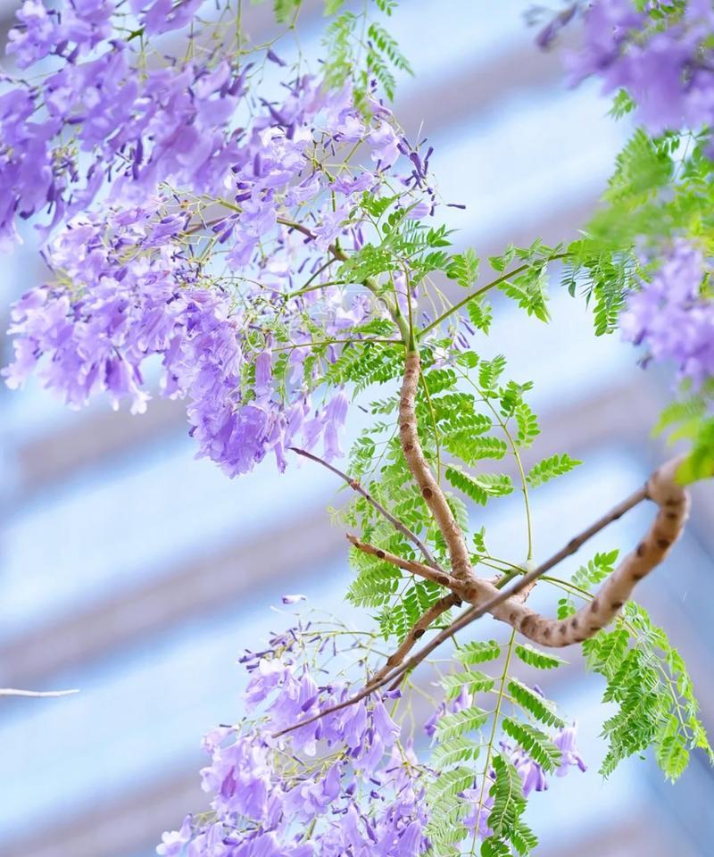 蓝紫色系的花象征了什么？蓝紫色花卉的寓意是什么？