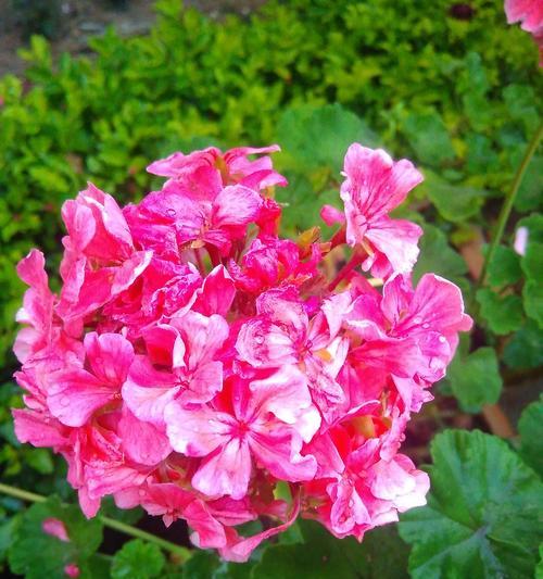 哪种花象征健康美丽？它的花语是什么？