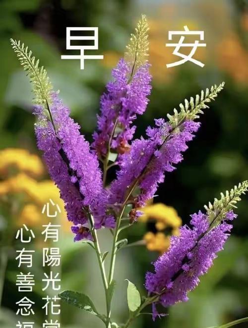 哪种花象征快乐与希望？快乐与希望的花语是什么？