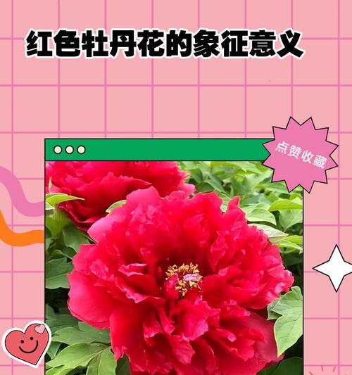 牡丹花两色有何寓意？一花两色的牡丹花象征什么？