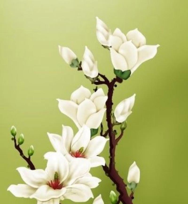 花有哪些吉祥的寓意？它们通常象征着什么？